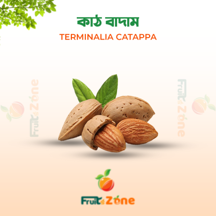 কাঠ বাদাম (Terminalia Catappa)