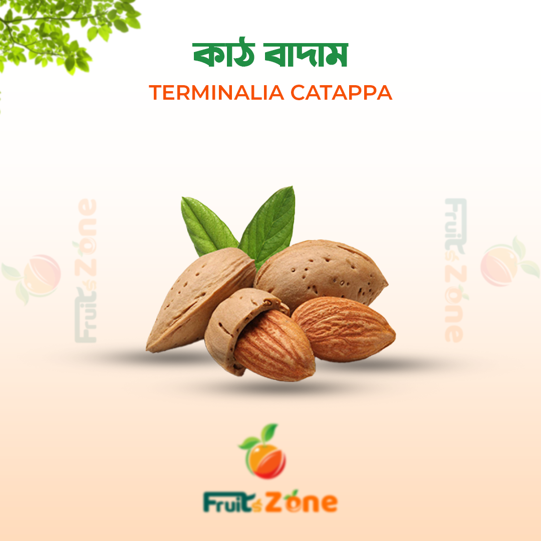Terminalia catappa কাঠ বাদাম (Terminalia Catappa)